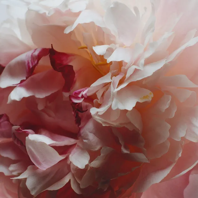 Peony & Blush Suede Cologne Travel Spray