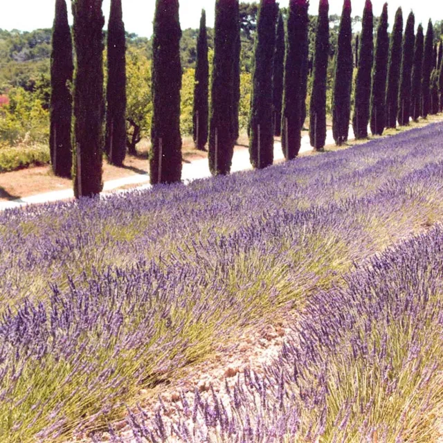 Solid Parfume Lavender No 21